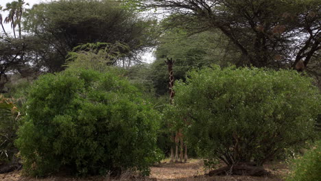 giraffes in a national park of kenya