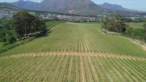 low drone shot of vineyards