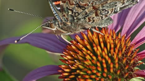 foto macro de la mariposa almirante roja alimenta el néctar de la flor cónica púrpura