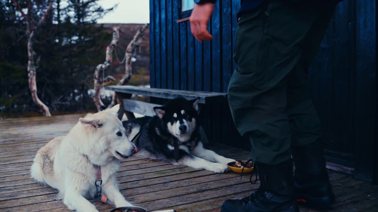 Man Giving Food To His Pet Dogs - Close Up