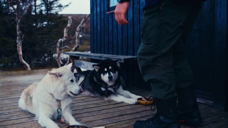 man giving food to his pet dogs - close up