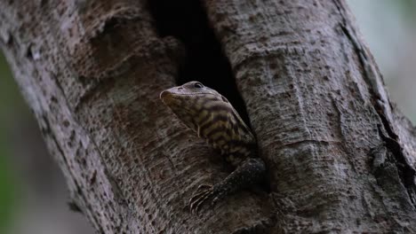 looking out from its burrow with its left limb out then moves its head down, clouded monitor lizard varanus nebulosus, thailand