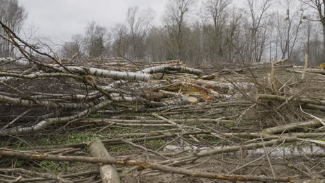 Felling-site-with-stacks-of-cut-trees-on-the-ground