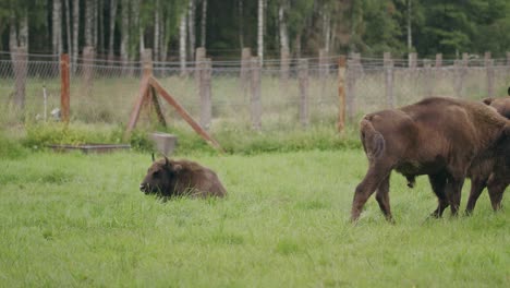 bison wave tails to repel annoying flying bugs in woodland setting