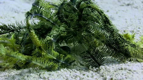 feather star walking in the daytime close up