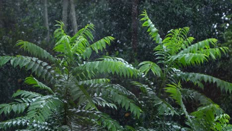 in the rainy season, eastern india receives heavy rainfall during the rainy season