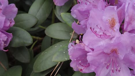 Bumble-bee-flying-from-one-flower-to-another,-close-up,-slow-motion