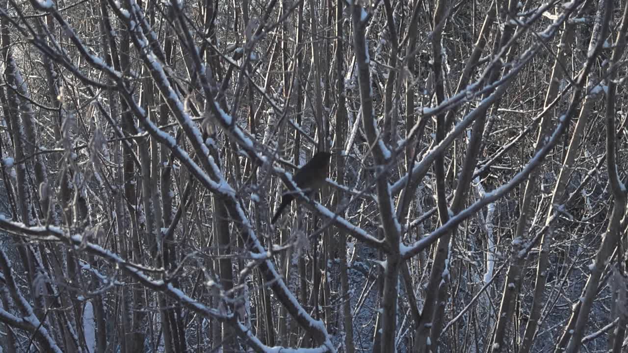imágenes hermosas de un pájaro negro hembra común pequeño y marrón sentado en una ramita o rama en un árbol denso durante un día soleado de invierno. las ramas de madera están cubiertas de nieve suave, esponjosa y blanca.