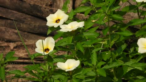 Hermosa-Flor---Verde---Blanco