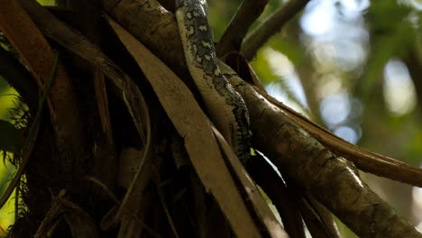 reptil serpiente de primer plano cazando en la selva tropical - pitón diamante