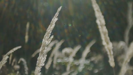 Sunset-Through-The-Reeds-Silver-Feather-Grass-Swaying-In-Wind-2