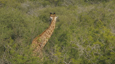 una jirafa comiendo en el parque nacional kruger, sudáfrica, luz del día