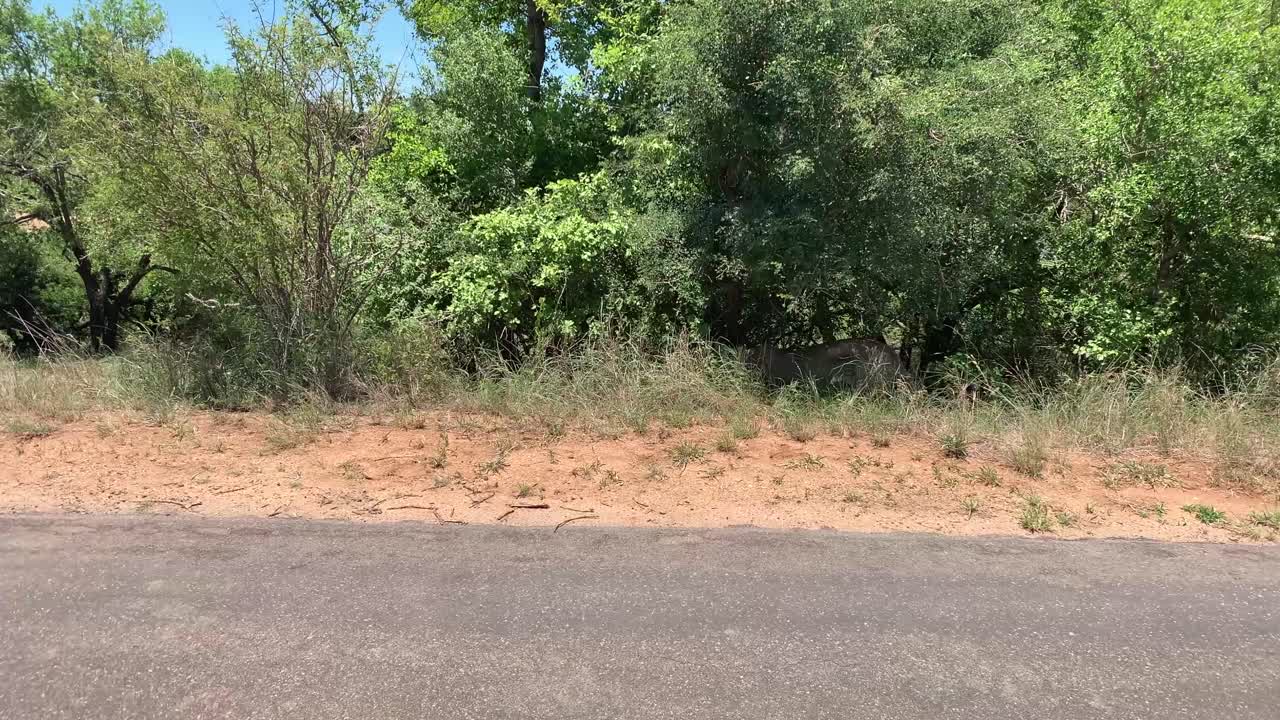 마른 암컷 아프리카 사자는 길가를 떠나 그늘진 도랑으로 걸어갑니다