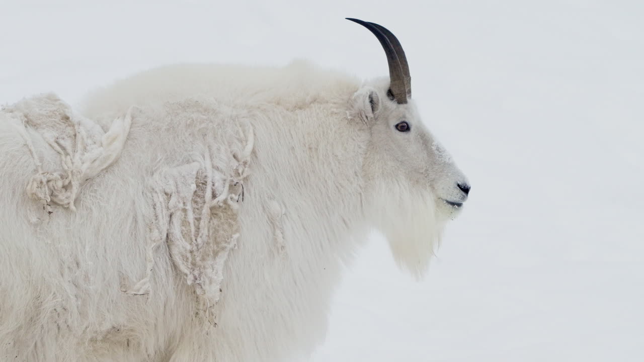 vista de una cabra de montaña en un paisaje nevado en yukon, canadá - de cerca