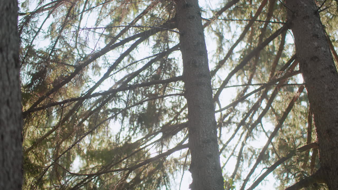 round view of pine tree with sun beam bursting through branches in sunny autumn forest, warm flare, soft bokeh, tranquil woodland atmosphere, bark texture, evergreen canopy swaying in breeze