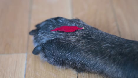 a small red leaf is seen on top of a senior black dog's paw