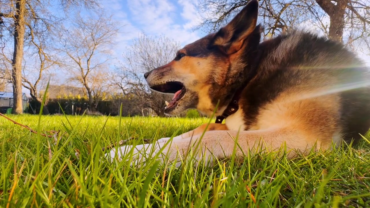 Cane meticcio pastore tedesco sdraiato sull'erba verde che mastica qualcosa all'aperto, con la calda luce del sole, alberi spogli e una vista del giardino da un'angolazione bassa.