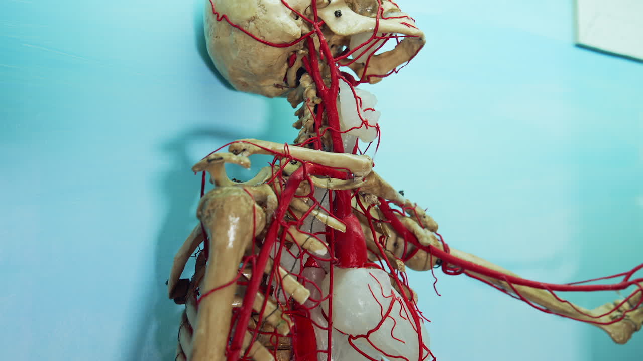 Medical skeleton model in museum. Models of skeleton on display at medical museum
