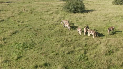 Drone-footage,-Zebra-herd-grazing-in-the-wild-with-two-Zebra-babies