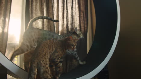 savannah cat walking on cat wheel and bengal cat tries to join