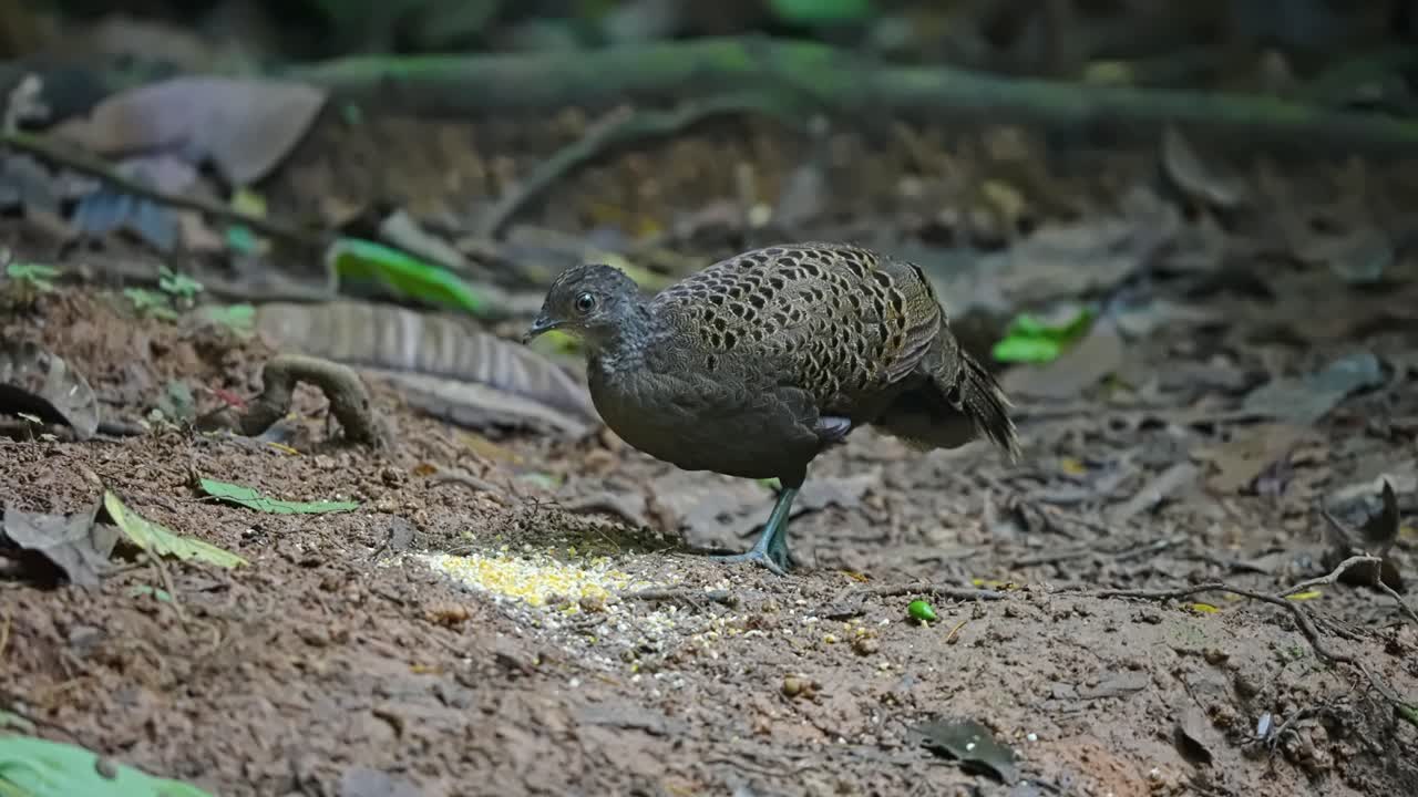 Malayan Peacock-pheasant Endangered Species At Taman Negara National Park In Malaysia. Close-up Shot