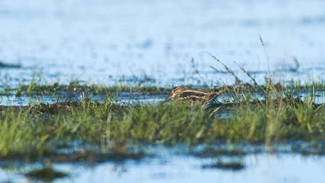 Common-snipe-feeding-in-wetland-flooded-meadow-close-up-in-morning-sunlight