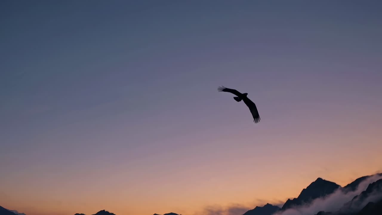 A serene video of a bird soaring over misty mountains at sunset, captured from a low-angle