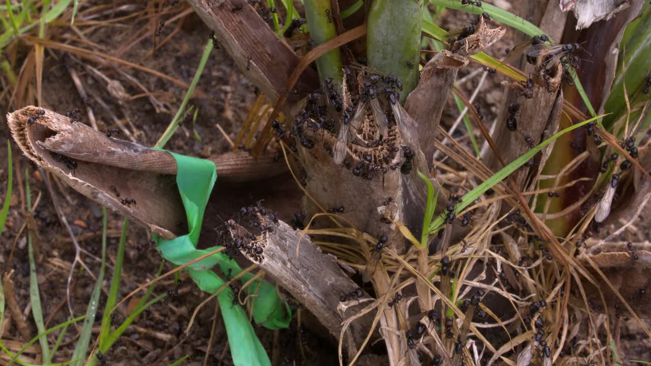 A large colony of black ants on the ground near a plant