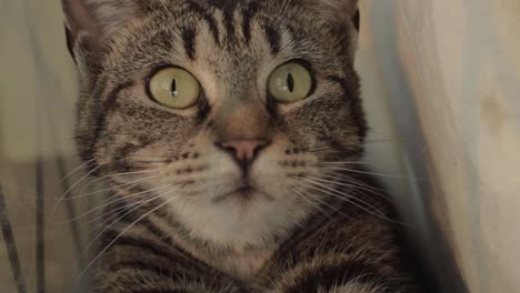 angry young tabby cat hissing into camera close up portrait shot