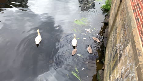 family of white mute swans floating on a river amongst reeds - bread crumbs