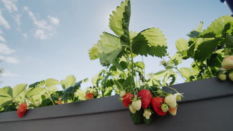 slider 4k shot: several juicy strawberries ripen in the sun