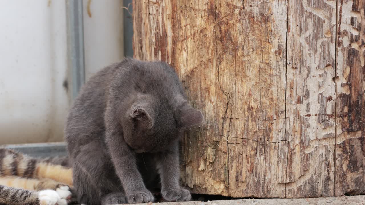 retrato de un gato gris esponjoso lamiendo su piel al aire libre