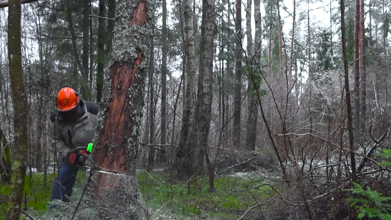 Slow motion footage of a person with a gasoline chainsaw cutting down a large tree in a forest making it fall on the ground while branches and twigs fly with snow falling on the ground from branches.