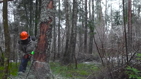 Slow motion footage of a person with a gasoline chainsaw cutting down a large tree in a forest making it fall on the ground while branches and twigs fly with snow falling on the ground from branches.