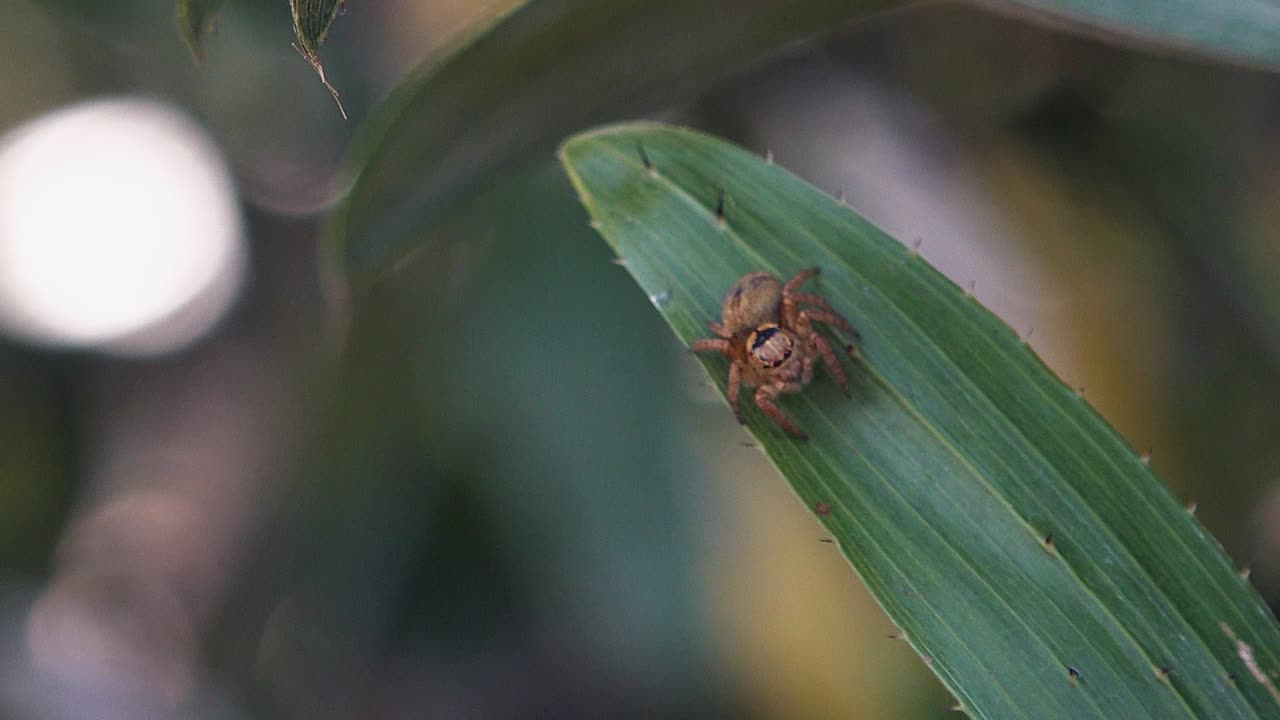 pequeña araña en una hoja verde