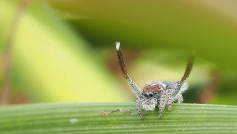 雄性孔雀蜘蛛 (male peacock spider) 挥舞着腿,闪闪发光