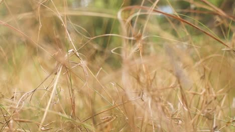 Acérquese-A-La-Hierba-Seca-En-El-Campo-Moviéndose-Con-El-Viento