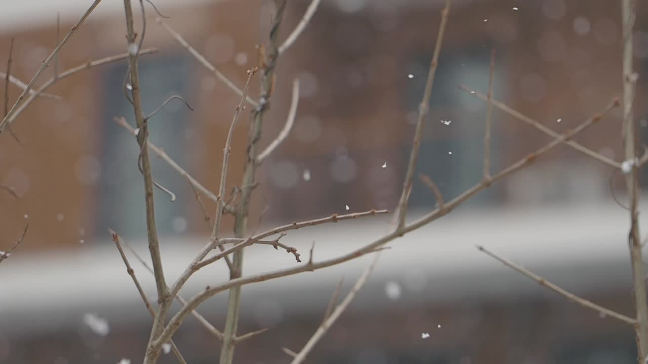 벌거벗은 가지에 눈이 내리는 것