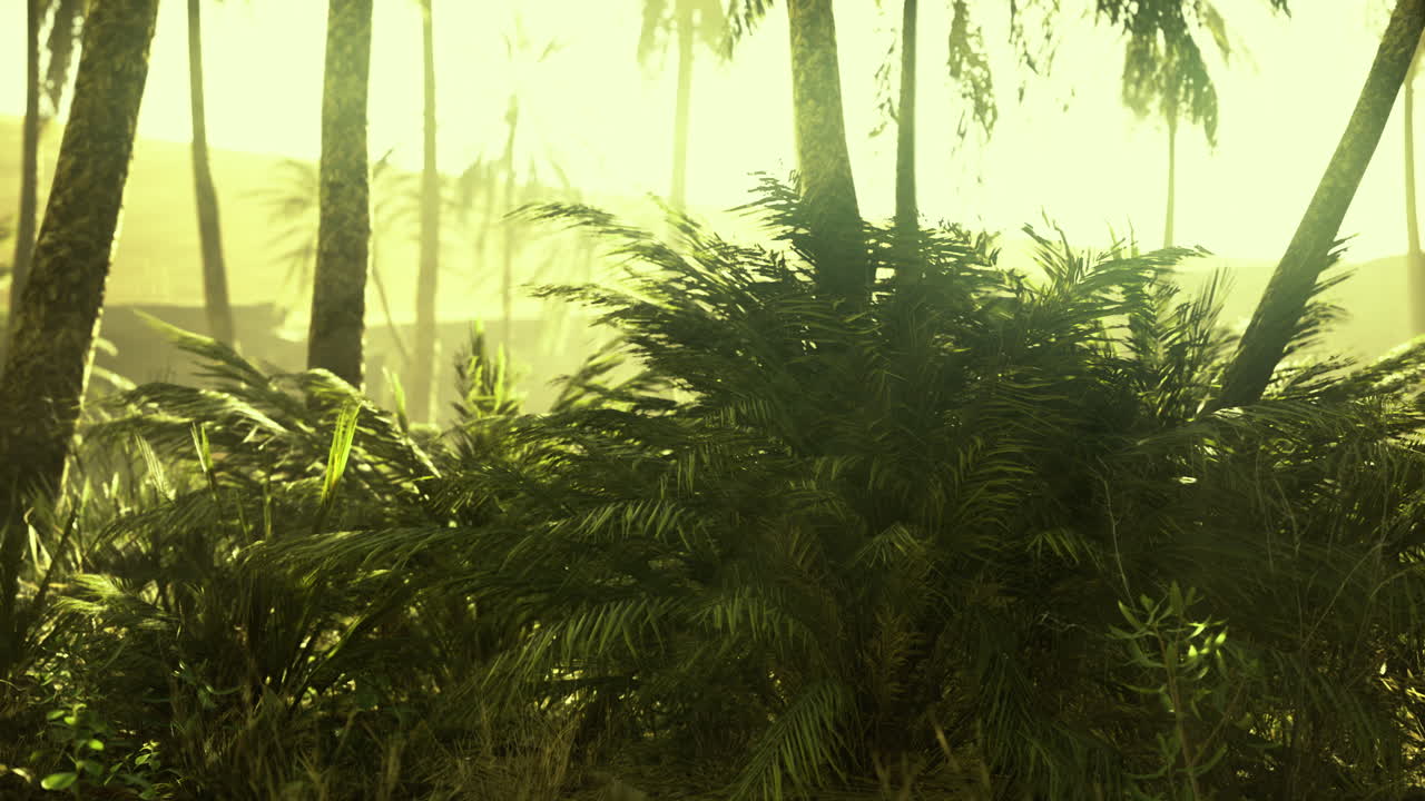Lush greenery thrives under golden sunlight in a serene tropical setting