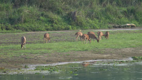 A-small-herd-of-spotted-deer-or-axis-deer-grazing-on-the-grass-on-a-river-bank