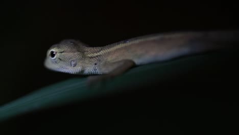 El-Lagarto-De-Jardín-Oriental-También-Se-Llama-Lagarto-De-Jardín-Oriental,-Chupasangre-Y-Lagarto-Cambiable