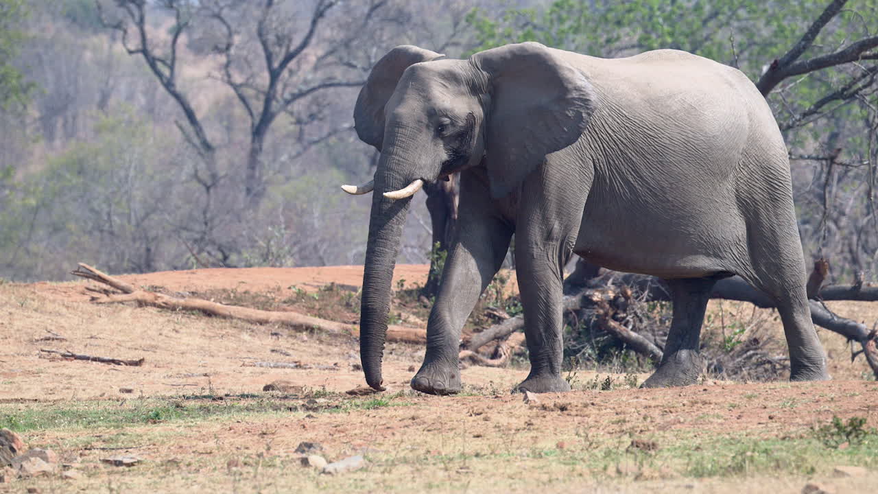 elefante africano hembra caminando en sideview en cámara lenta, 120fps