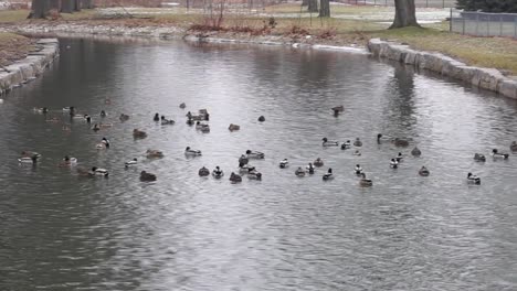 ducks swimming down river in winter