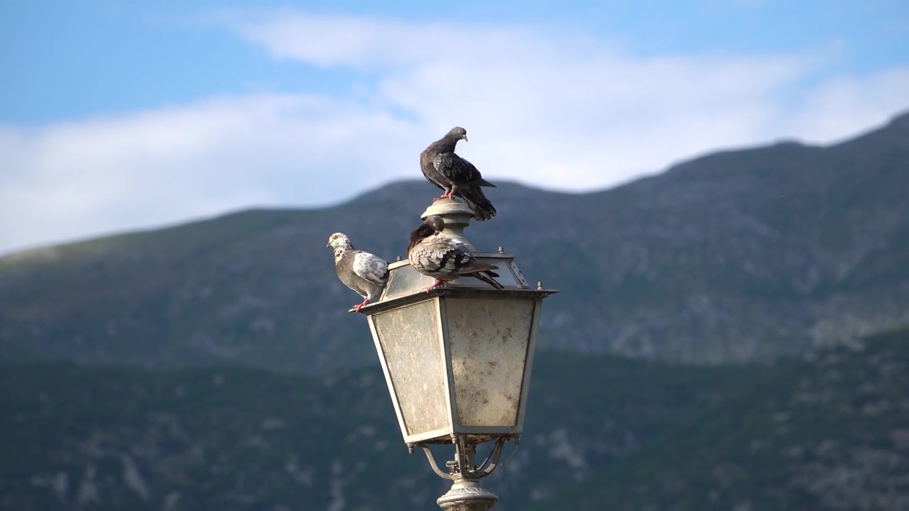 Tre piccioni appollaiati su un lampione, vista ravvicinata con montagna e cielo blu sullo sfondo, scena di animali urbani.