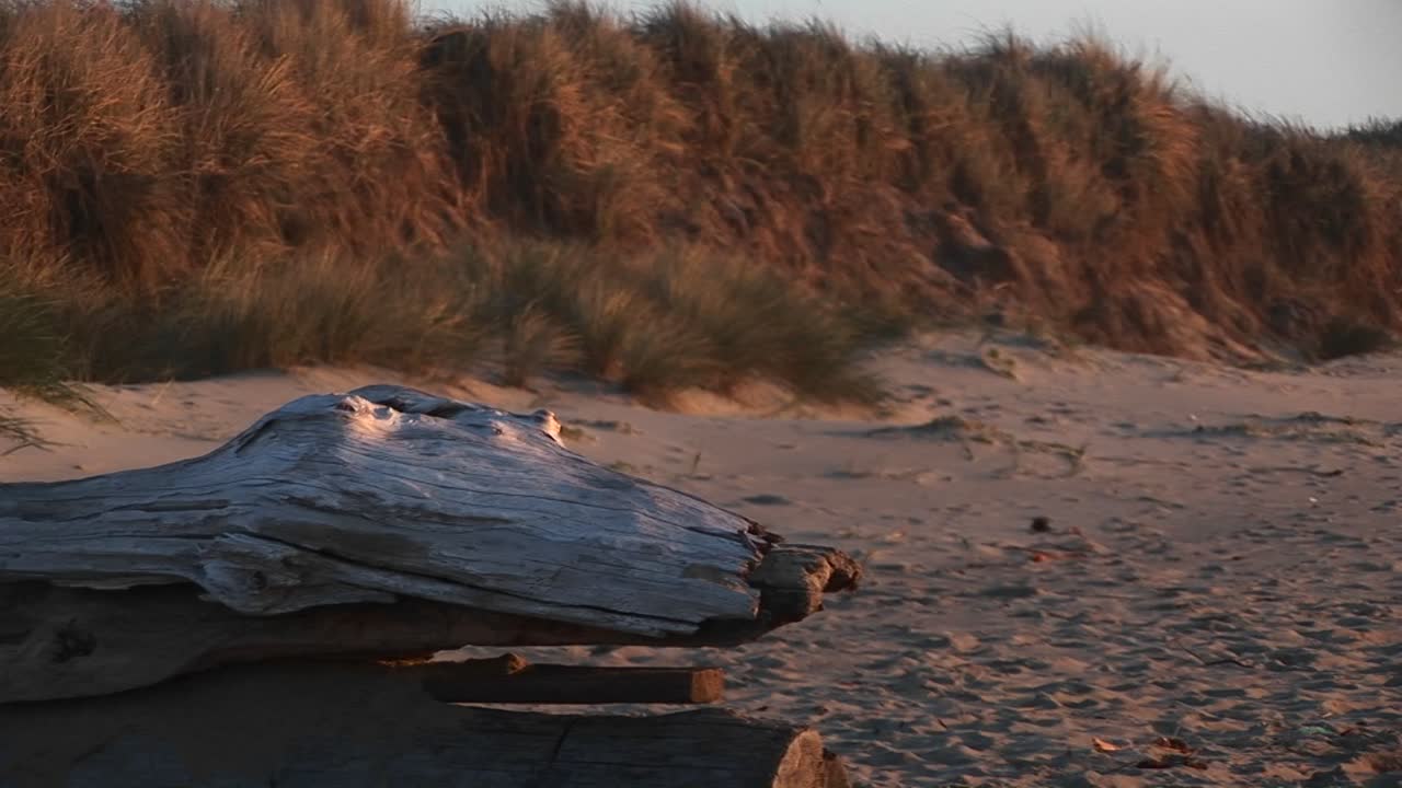 крупный план коряги в форме окаменевшей рептилии с глазами-бусинками, охраняющей пляж в золотой час