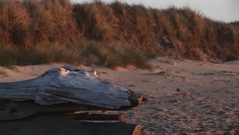 Eine-Nahaufnahme-Von-Treibholz-In-Form-Eines-Versteinerten-Reptils-Mit-Perlenaugen,-Die-Den-Strand-In-Der-Goldenen-Stunde-Bewachen