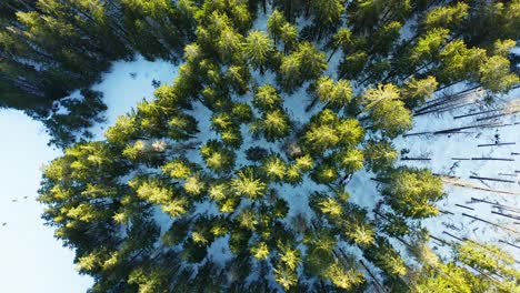 aerial forward top-down over snowy woods, tatra mountains