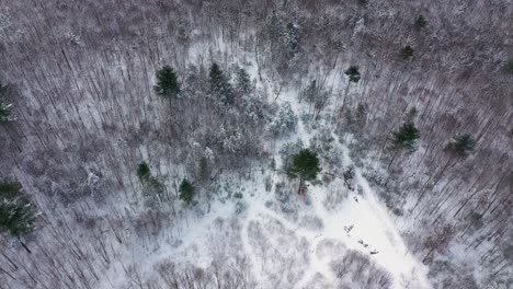 Luft-Von-Oben-Nach-Unten-über-Einen-Winterwald,-Der-Ein-Labyrinth-Von-Pfaden-Enthüllt