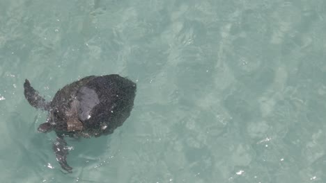 Aerial-close-up-of-wild-Sea-Turtle-copulating-in-crystal-clear-ocean-water