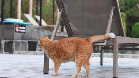 cat walking, stretching, and scratching on deck